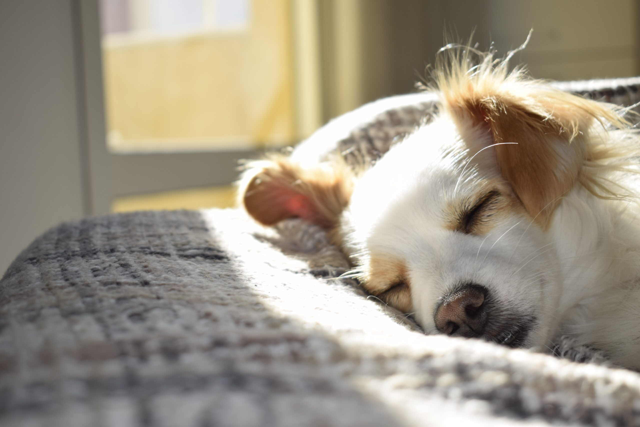 Ortopedisk hundbädd: Vad är det och hur vet jag om min hund behöver en?